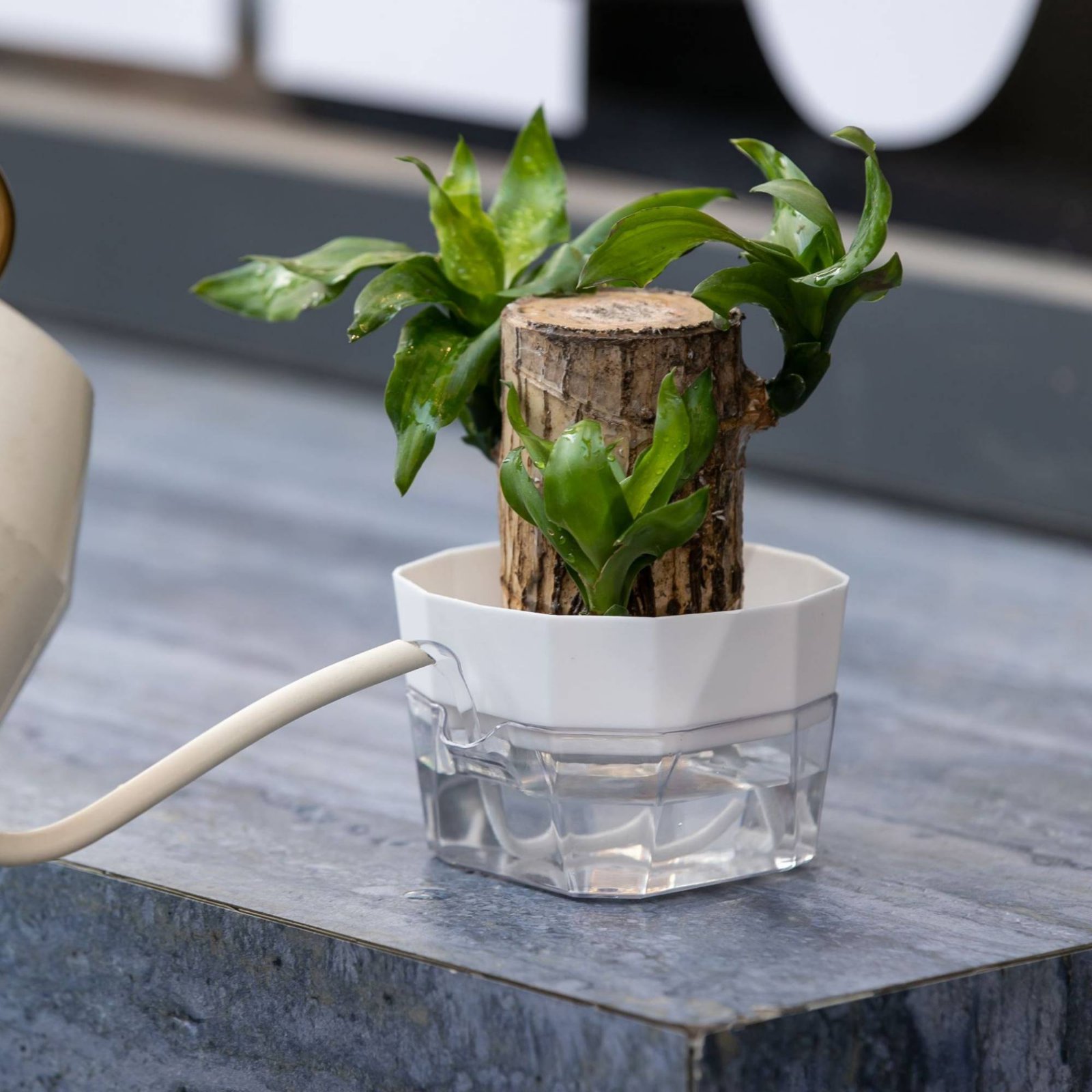 Hydroponic Bulb Vase 2-Tier De - Automatic Watering ulasan dan harga