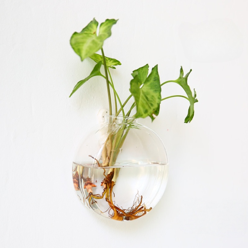 Wall Hanging Glass Terrarium - - Self Watering Planter ulasan dan harga